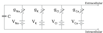 Equivalent circuit for a patch of membrane, consisting of a fixed capacitance in parallel with four pathways each containing a battery in series with a variable conductance Cell membrane equivalent circuit.svg