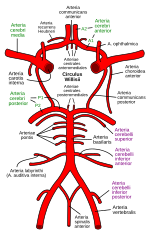 Thumbnail for Circulus arteriosus