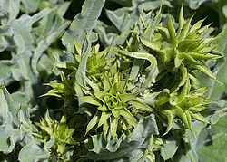 Cirsium fontinale var. obispoense