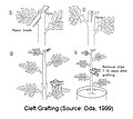 Cleft grafting (Oda, 1999)