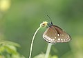 উপপ্রজাতি Euploea klugii kollari C. & R. Felder, [1865] – Brown King Crow