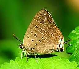 Ventral view