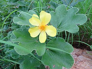 3-Tetradekanono ĉeestas en la plantoj de la genro Cochlospermum tinctorium