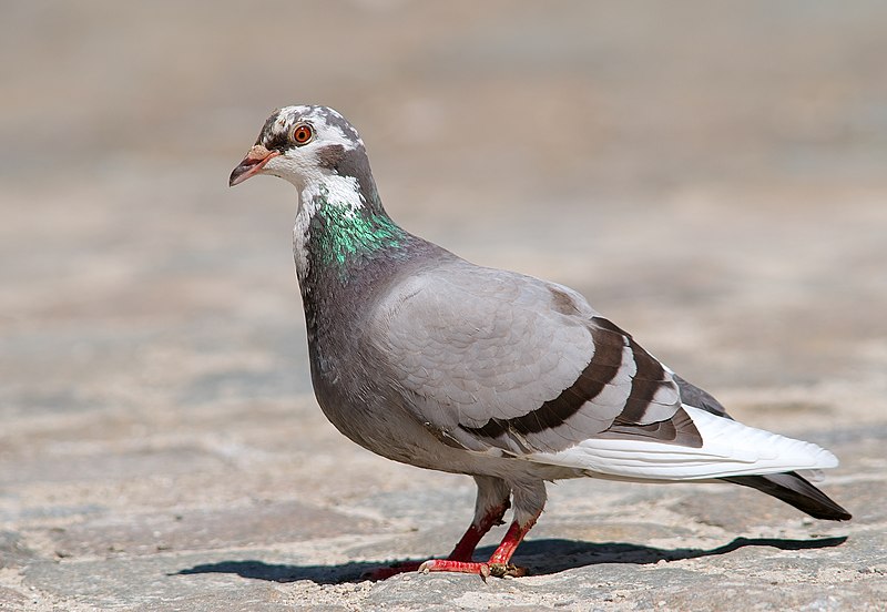 Columba livia Luc Viatour.jpg