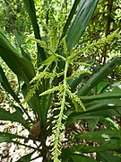 Immature inflorescence