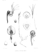 Odoardo Beccari's original drawings of Corsia ornata