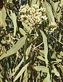 Corymbia terminalis buds.jpg