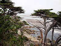 Cypress Forest & Beach at 17-Mile Drive