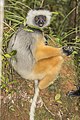 Lemur "Diademowô Sifaka"