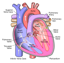 Diagram of the human heart Diagram of the human heart (cropped).svg