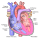 Diagram of the human heart (cropped)