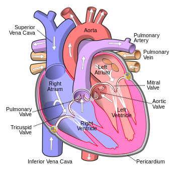Heart diagram blood flow