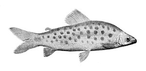 Distichodus maculatus