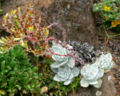 Dudleya farinosa