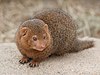 Dwarf mongoose Korkeasaari zoo.jpg