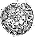 Section montrant les chambres d'un foraminifère en spirale (Rotalia beccarii).