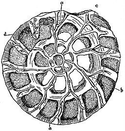 section of Rotalia beccarii