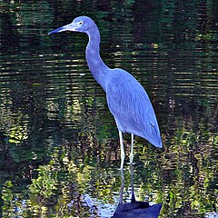 Little blue heron