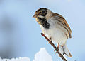 冬季雄鸟, 摄于英国