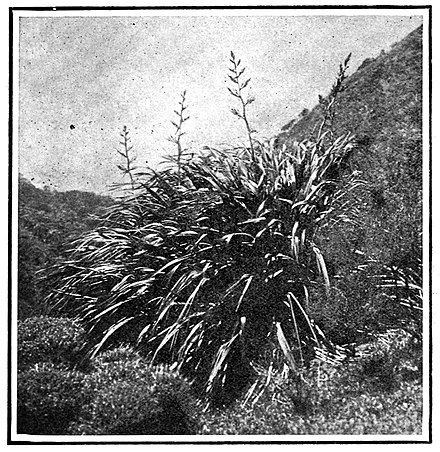 Flax plant surrounded by other plants and bush and hills in the background