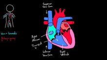 File:Flow through the Heart.webm