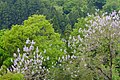 三波川下流部の森。