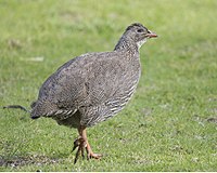 Galliformes