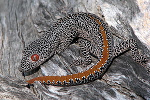 금색가시꼬리도마뱀붙이 (Strophurus taenicauda)