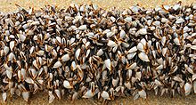 Gooseneckbarnacles.jpg