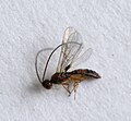 Heterospilus eurostae macho