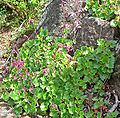 Heuchera elegans