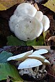 !!!Clitocybe phyllophila!!!