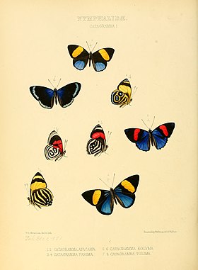 C. hesperis é a ilustração ao centro (vista inferior) e à direita desta (vista superior), nesta gravura do ano de 1855.[1]