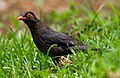 Common Blackbird by N.A. Naseer