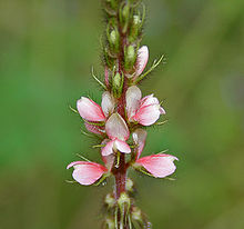 Indigofera astragalina (Phulzadi) in Hyderabad, AP W IMG 0204.jpg