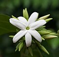 Jasmine flower