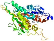 Моторный домен кинезина 1BG2.png