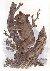George Perry's illustration in his 1810 Arcana was the first published image of the koala. Koalo.jpg