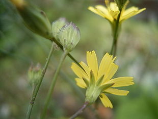 Haremad (Lapsana communis)