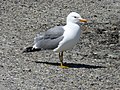 Miniatura para Larus californicus