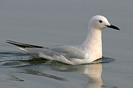 Laibasnapis kiras (Chroicocephalus genei)