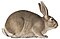 Lepus cuniculus - 1700-1880 - Печать - Iconographia Zoologica - (белый фон) .jpg