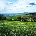 Meadow in spring