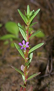 Miniatura para Lythrum hyssopifolia