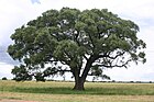 Maruula-elevandiõunapuu
