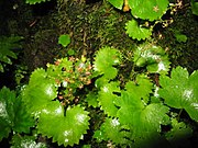 花が紫褐色 鳥海山北斜面