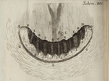"The Teeth of a Snail" from Robert Hooke's Micrographia, 1665. This actually shows the jaw, against which the teeth on the radula act. Micrographia Schem 25 fig 1.jpg