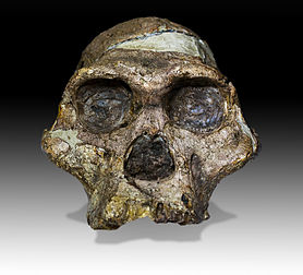 Le crâne de « Mrs. Ples », un spécimen d’Australopithecus africanus de 2,1 millions d’années découvert en Afrique du Sud, dans la grotte de Sterkfontein. (définition réelle 1 828 × 1 659)