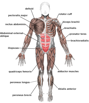 350px-Muscles_anterior_labeled.png