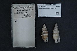 Cerithium guinaicum